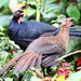 Highland Guan - Photo (c) jmmaes, some rights reserved (CC BY-SA), uploaded by jmmaes