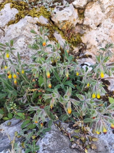 Onosma frutescens