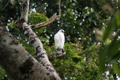 Pseudastur albicollis