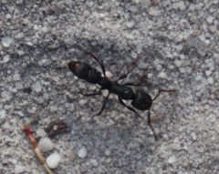 Bothroponera cavernosa