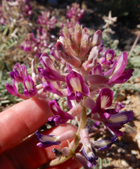 Astragalus tephrodes