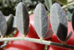 Astragalus tephrodes