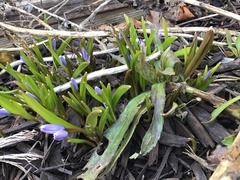 Scilla siberica