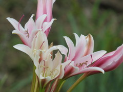 Crinum bulbispermum