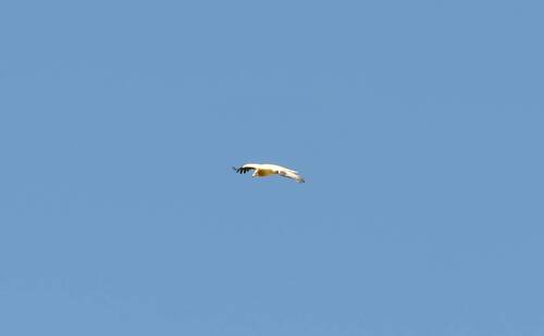 Western Egyptian Vulture