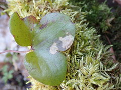 Phytomyza abdominalis