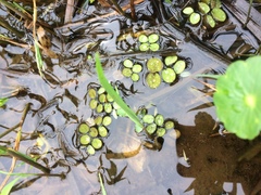 Salvinia minima
