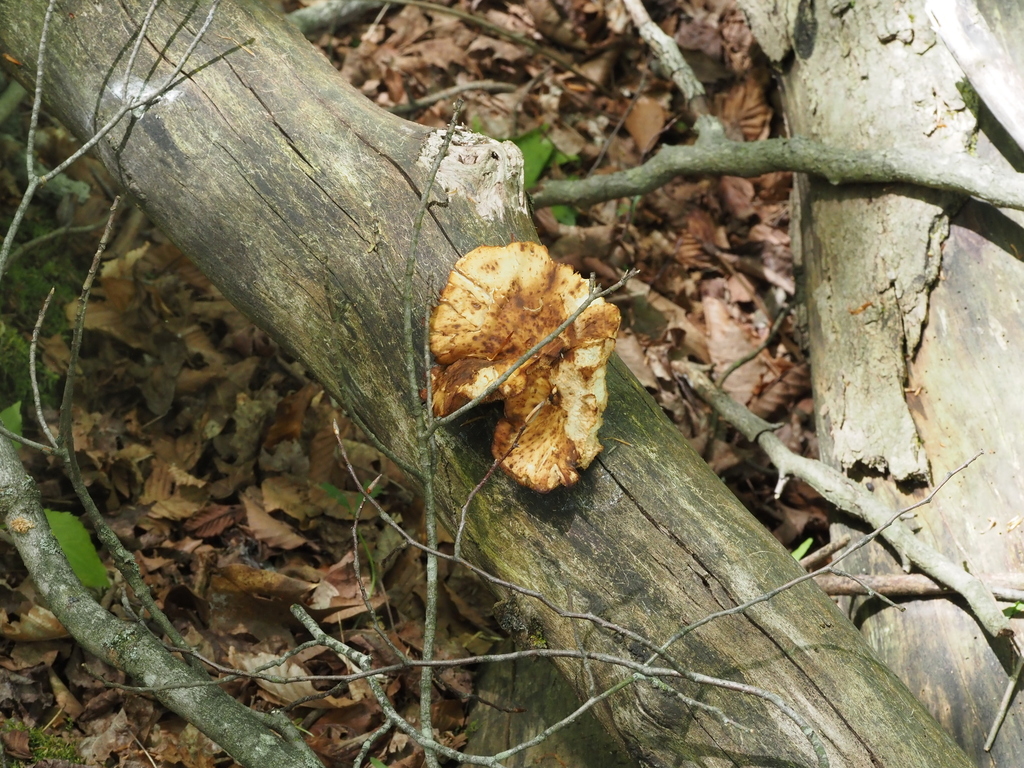 Dryad's Saddle · May 2026 · photo: Photo: (c) Summit Metro Parks, some rights reserved (CC BY) · iNaturalist