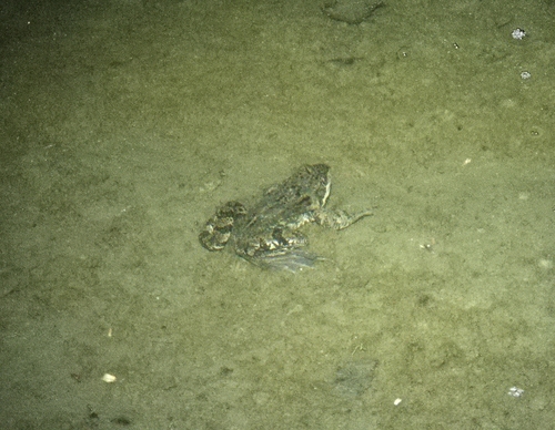 European Common Frog
