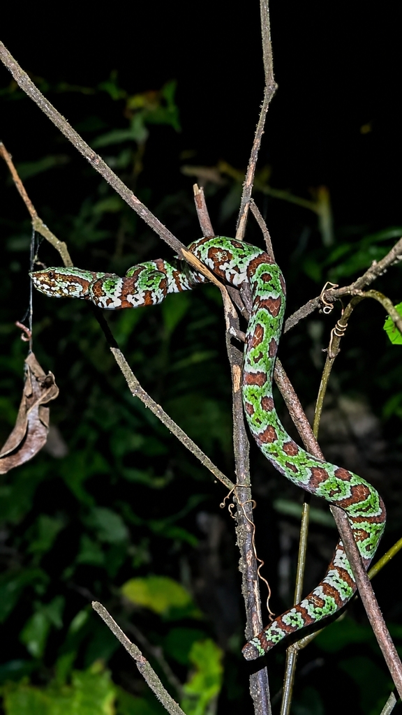 Broad-banded Temple Pitviper (Tropidolaemus laticinctus)