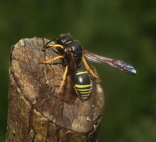 Gymnomerus laevipes observed 2026-05-15