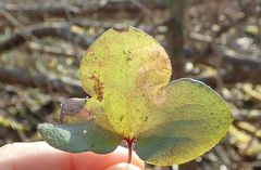 Phytomyza abdominalis