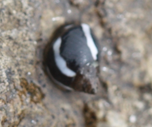 Echinolittorina peruviana