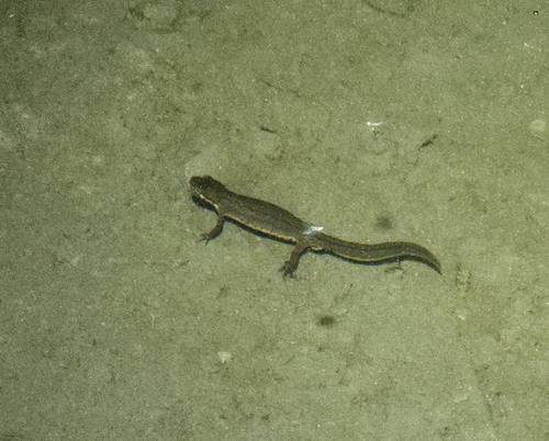 Smooth Newt
