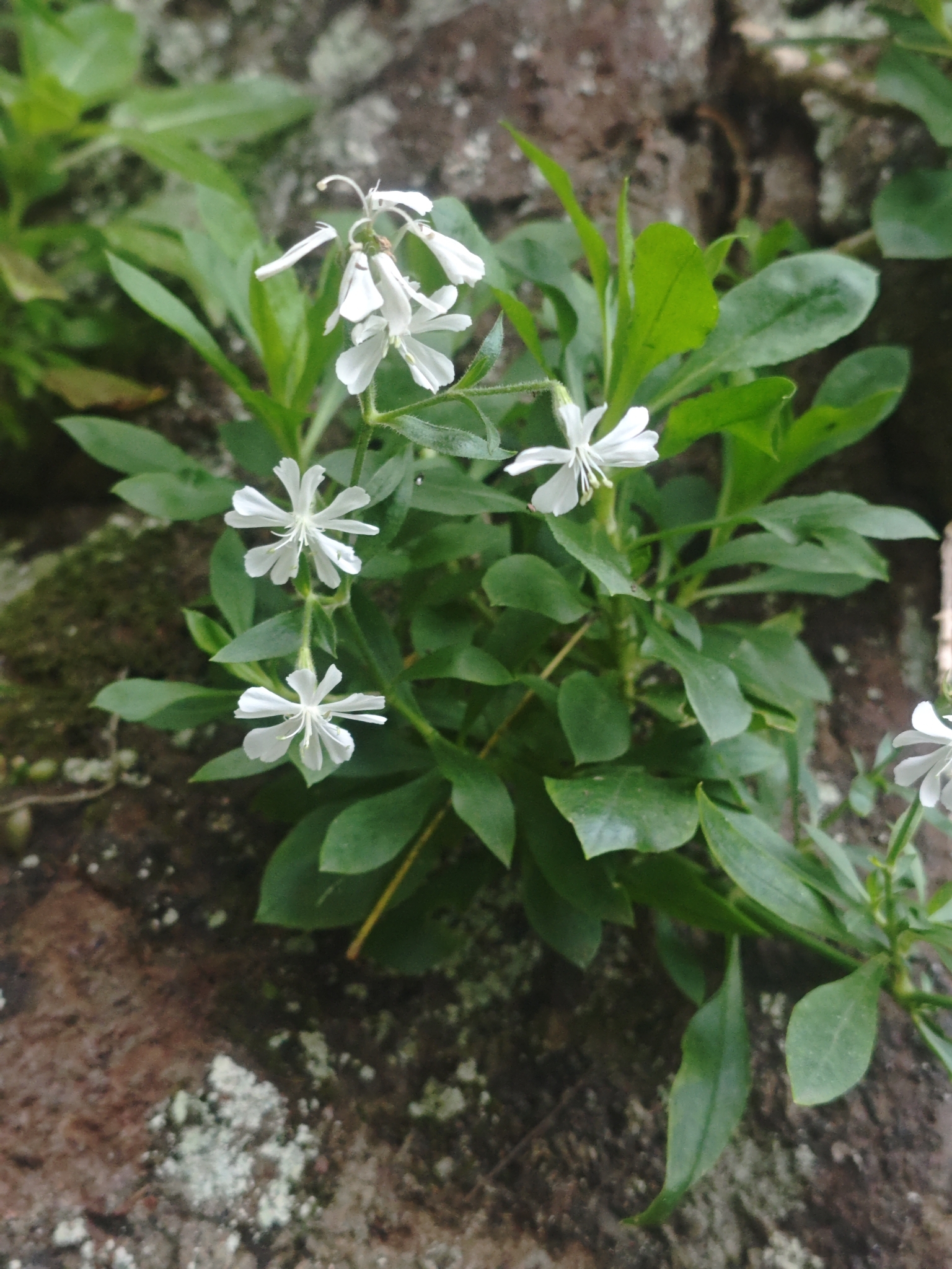Silene lagunensis