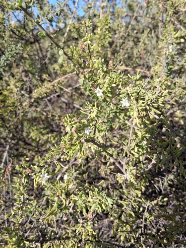 Mesembryanthemum angulipes L. Bolus 2