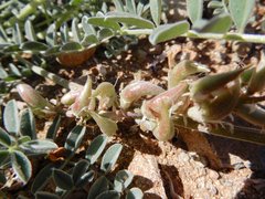 Astragalus tephrodes