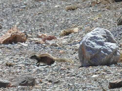 Barbary Ground Squirrel