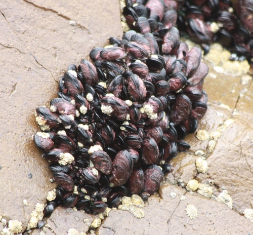 Perumytilus purpuratus