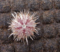 Strongylocentrotus pallidus