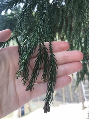 Cupressus × leylandii