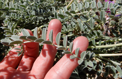 Astragalus tephrodes