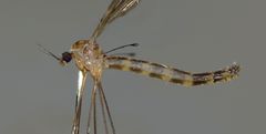 Nothophila fuscana