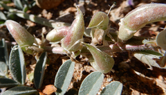 Astragalus tephrodes