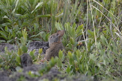 Sylvilagus andinus