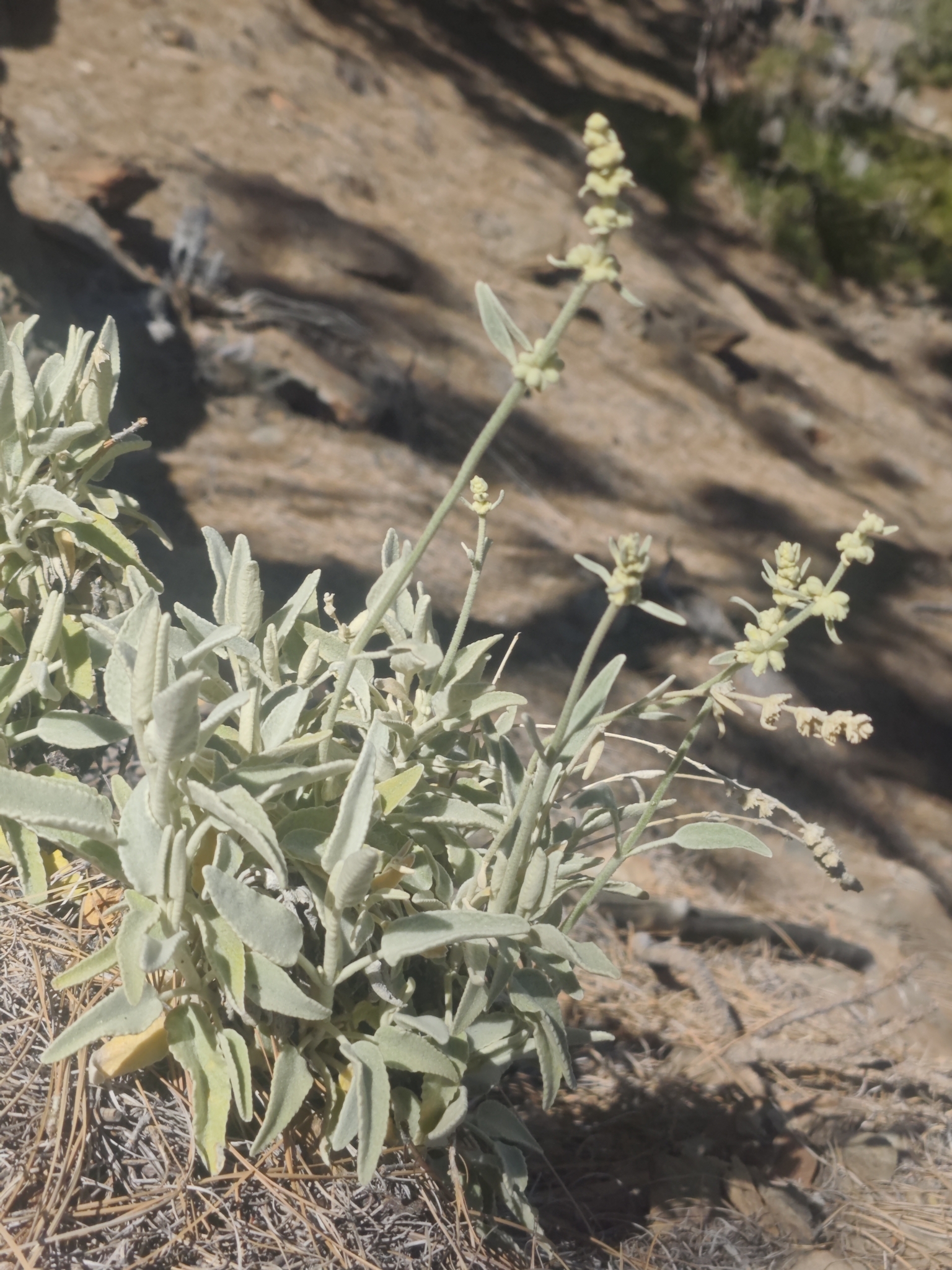 Sideritis soluta