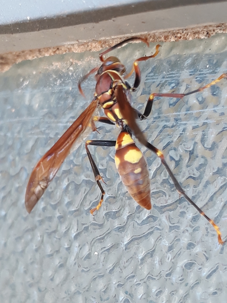 Polistes simillimus