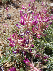 Astragalus tephrodes