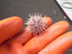 Strongylocentrotus pallidus