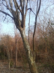 Libidibia sclerocarpa