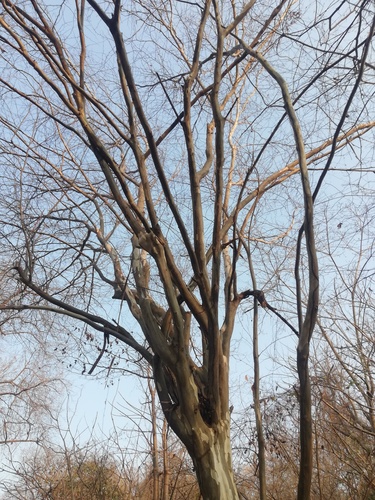 Libidibia sclerocarpa, photograph 1
