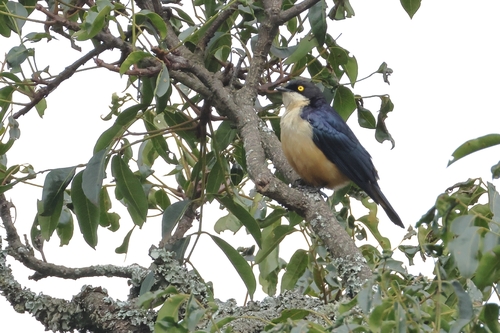Sharpe's Starling (Pholia sharpii), photo 2