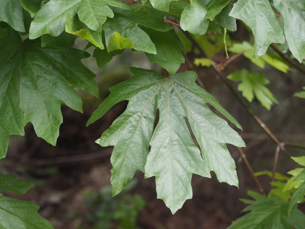 Bigleaf Maple