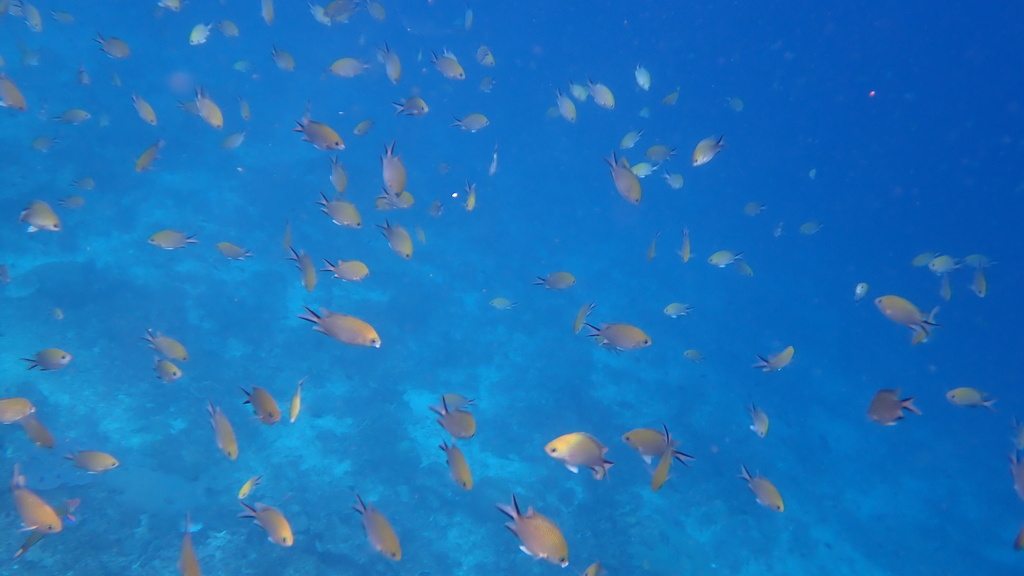 Philippines Chromis