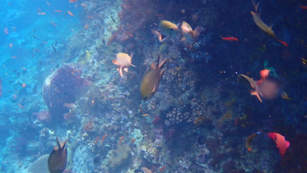 Philippines Chromis