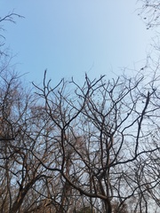 Cnidoscolus megacanthus