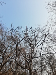 Cnidoscolus megacanthus