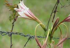 Crinum bulbispermum