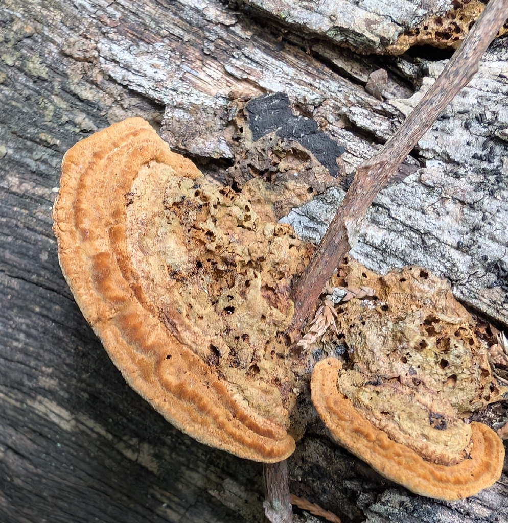 Mustard Yellow Polypore · May 2026 · photo: Photo: no rights reserved · iNaturalist