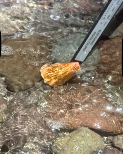 Conus princeps observed 2026-05-15