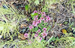 Thymus extremus