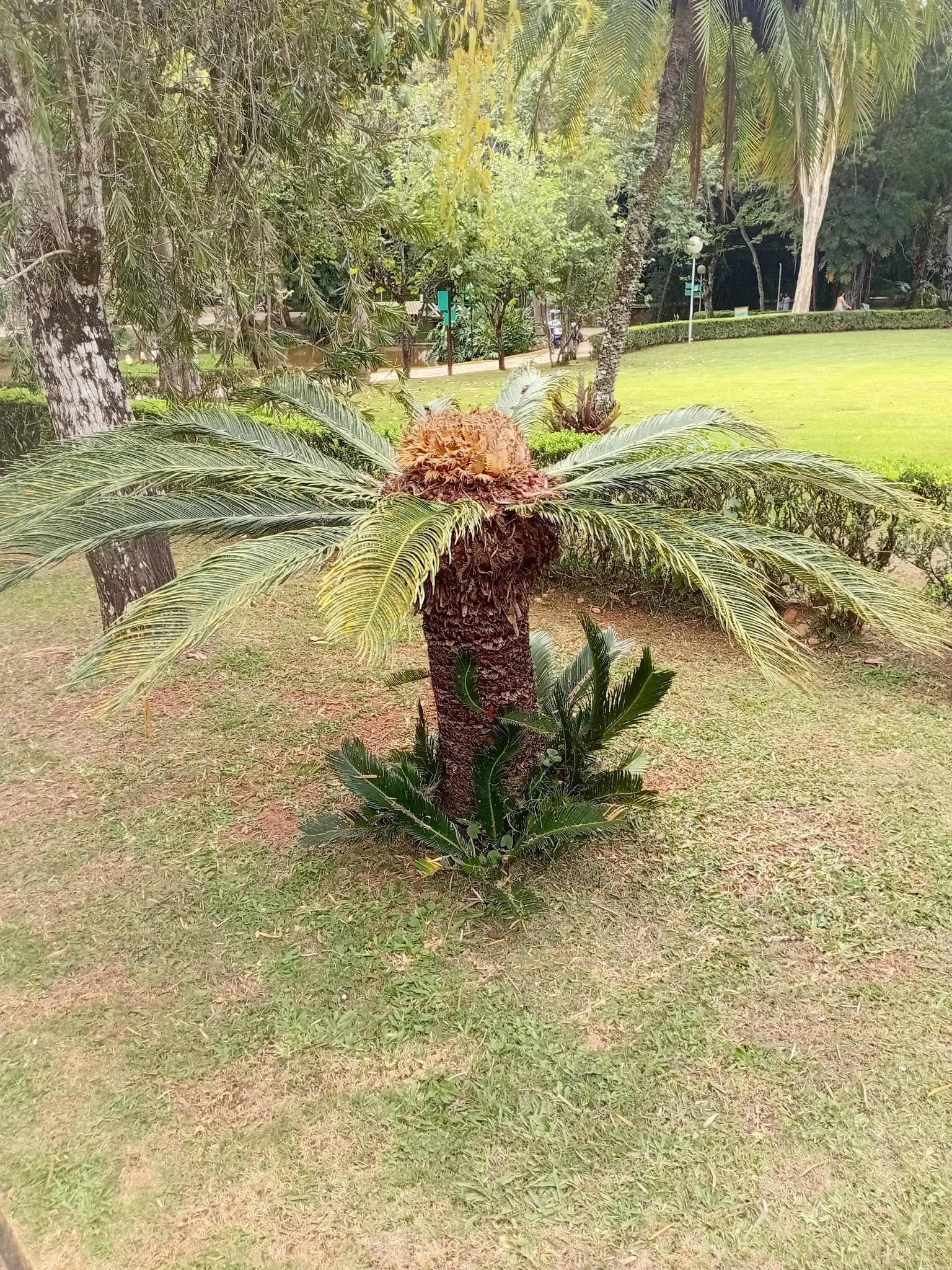 Cycas revoluta
