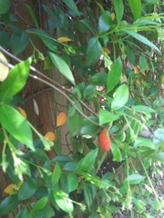 Magnoliopsida