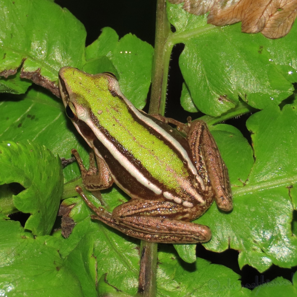 Theobald's Ranid Frog