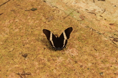 Siproeta epaphus trayja