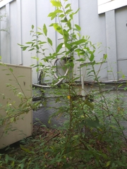 Magnoliopsida